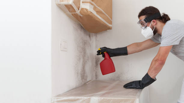 Professional Mold Cleanup technician working in Edgewater, NJ