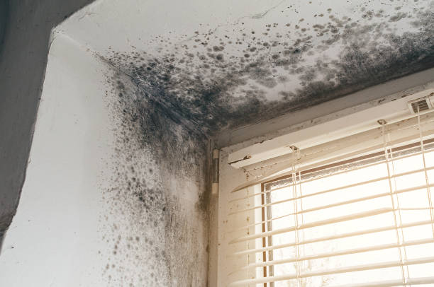 Affordable Mold Cleanup solutions in Edgewater, NJ
